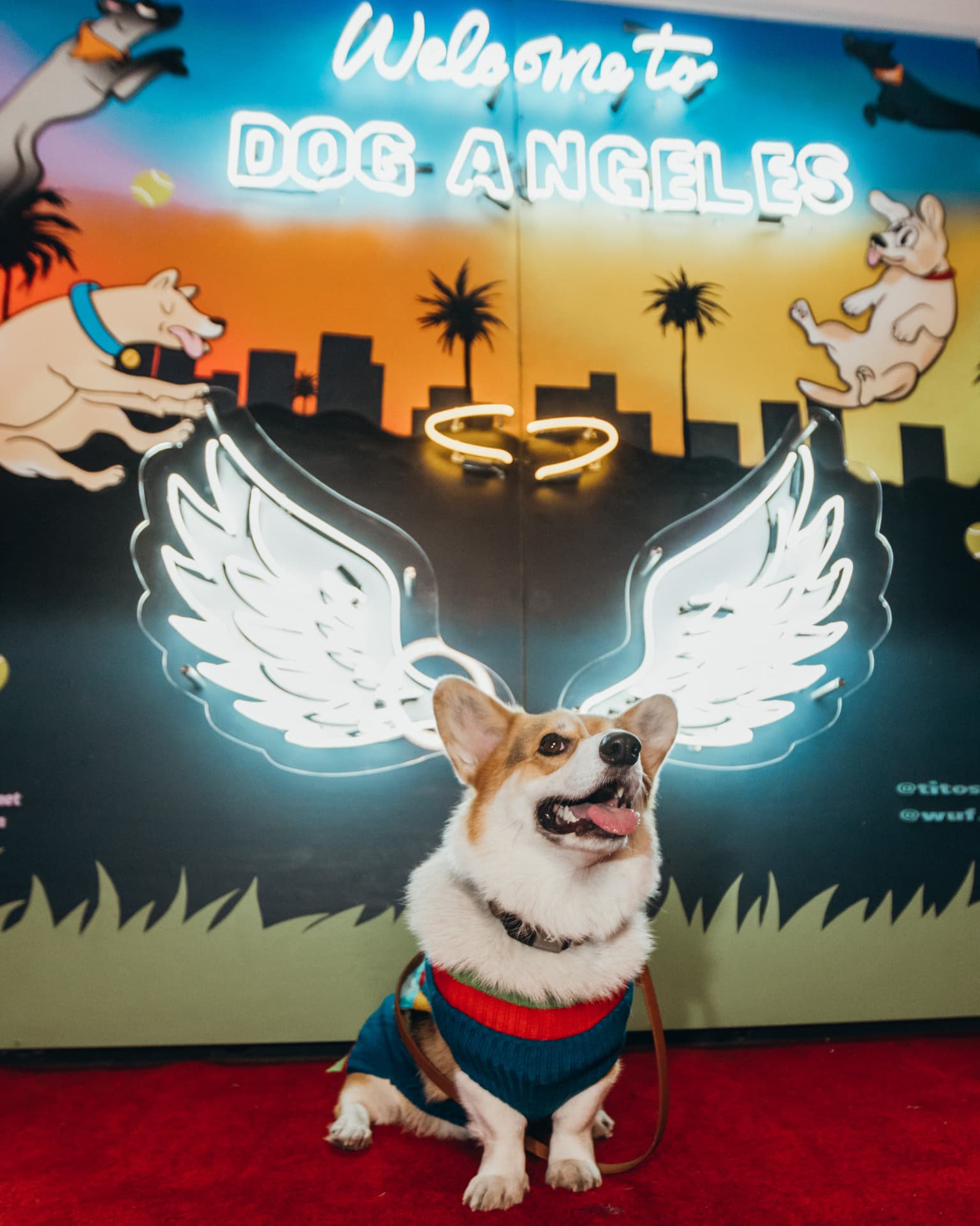 Corgi in a knit sweater in front of a neon 'Welcome to Dog Angeles' sign