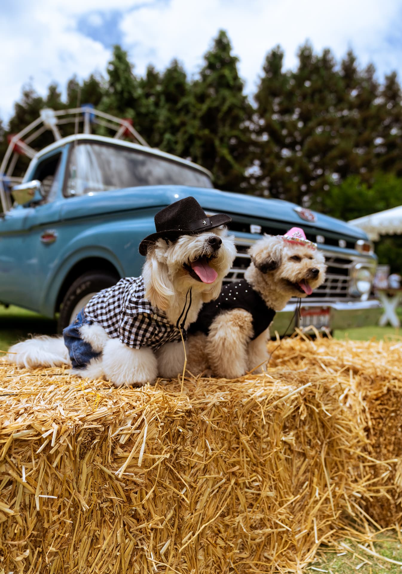 Two small dogs in cowboy hats and outfits sitting on a hay bale in front of a vintage blue truck