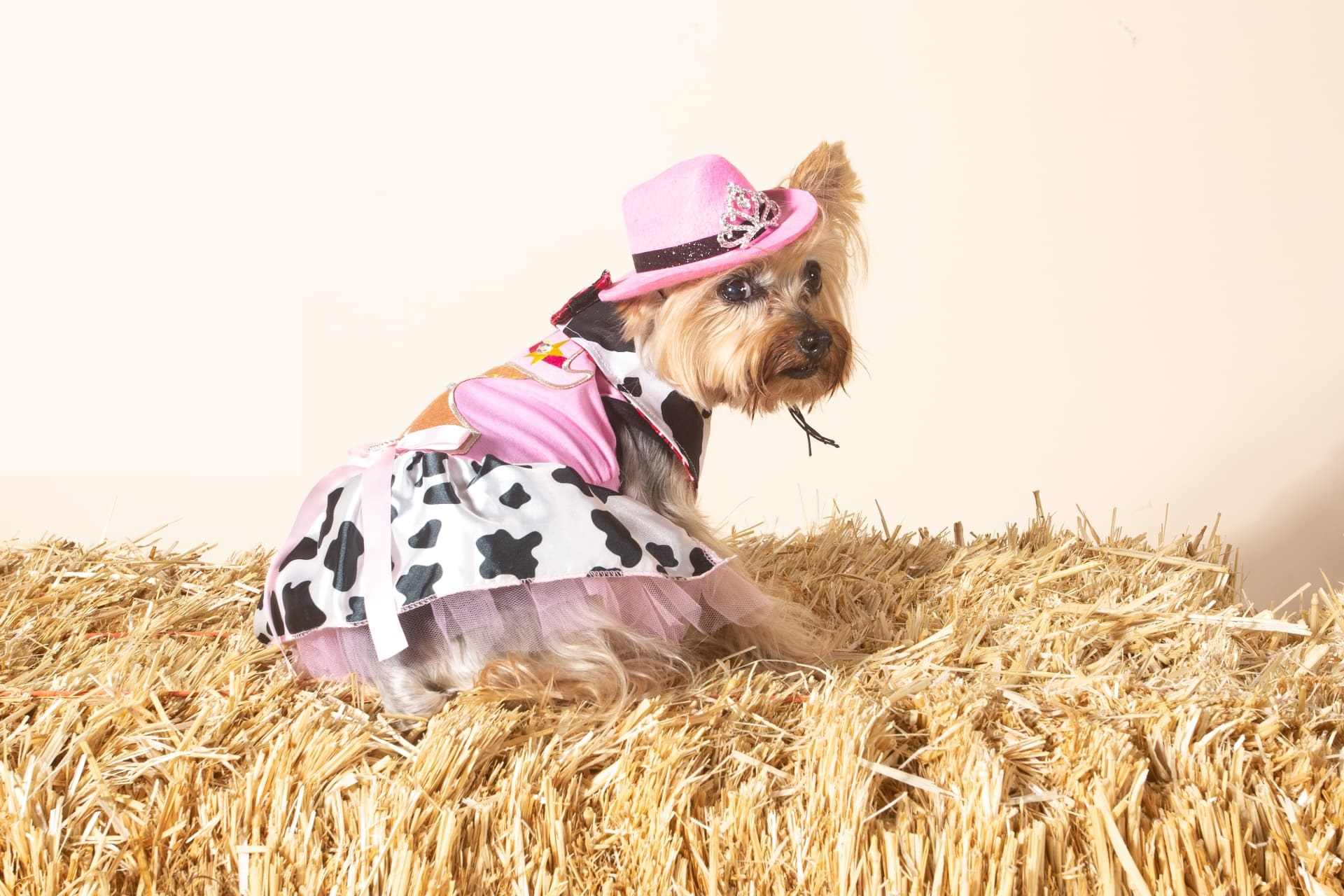 Yorkie in a pink cowgirl hat and tutu on a hay bale