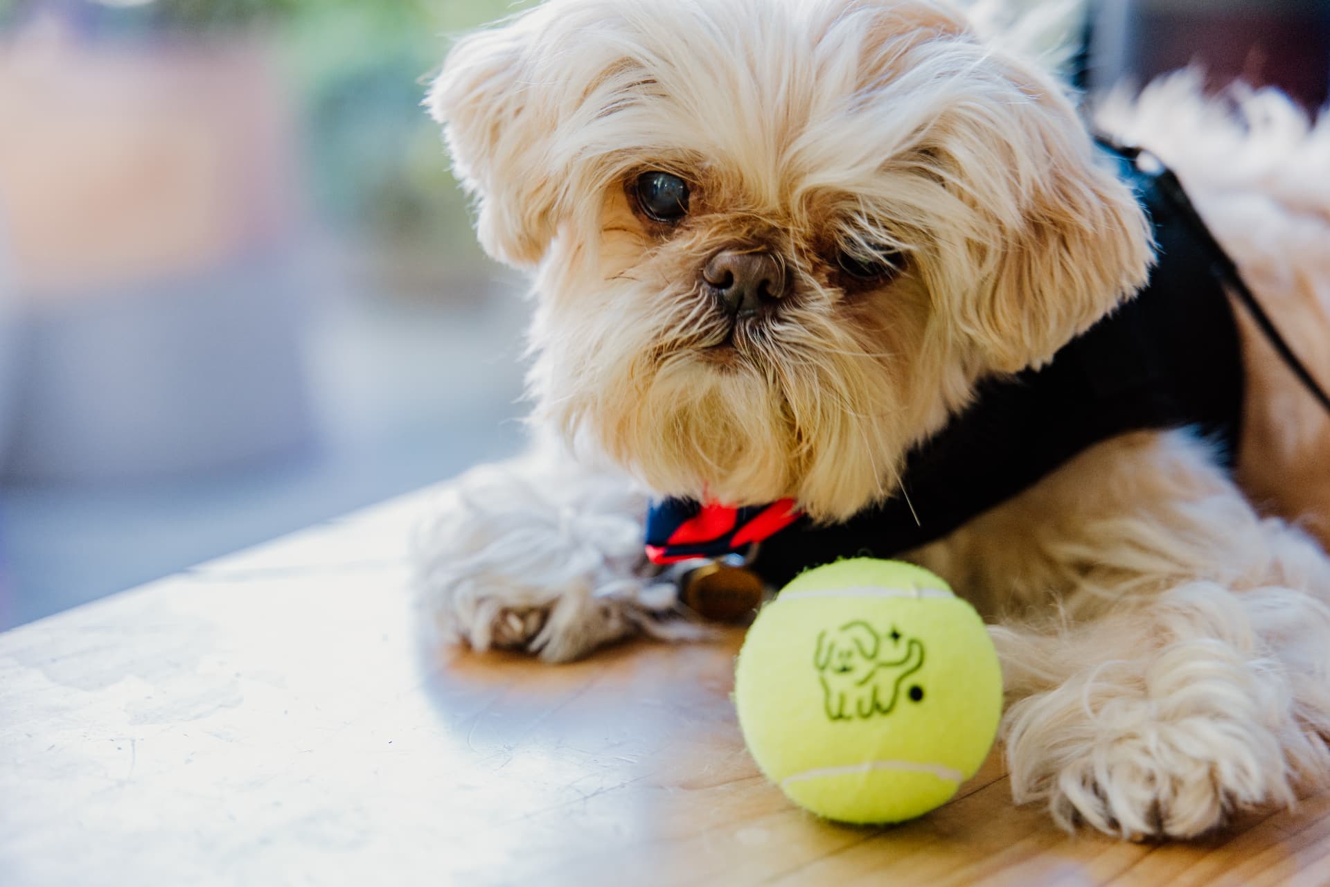 WUF Fashion Show