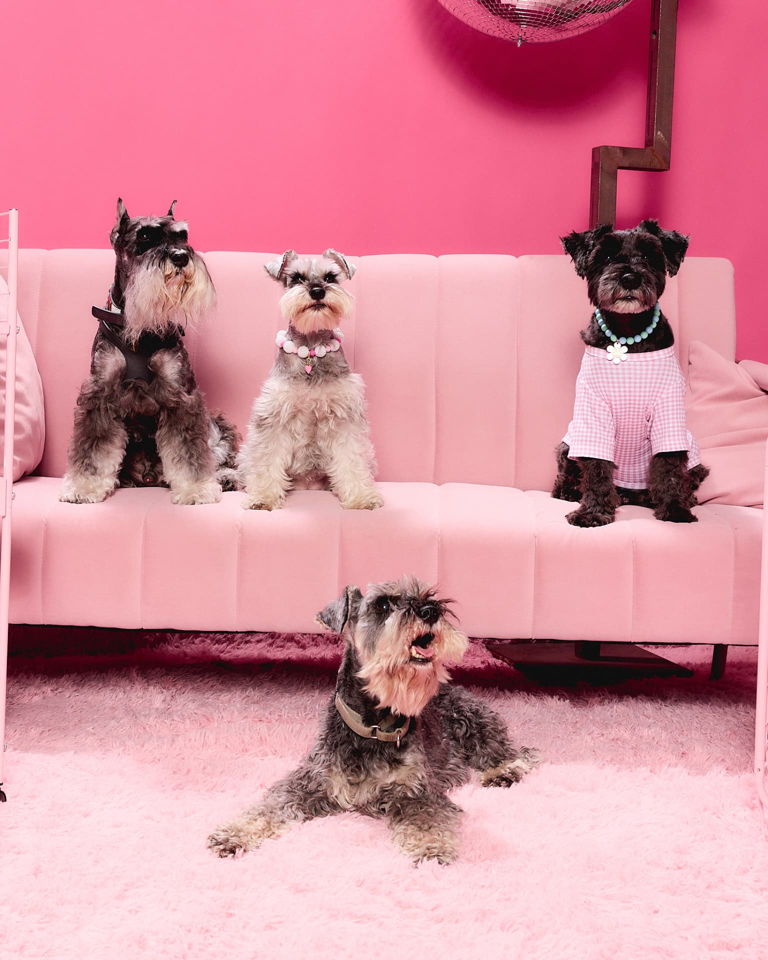 Three schnauzers on a pink velvet sofa under a disco ball