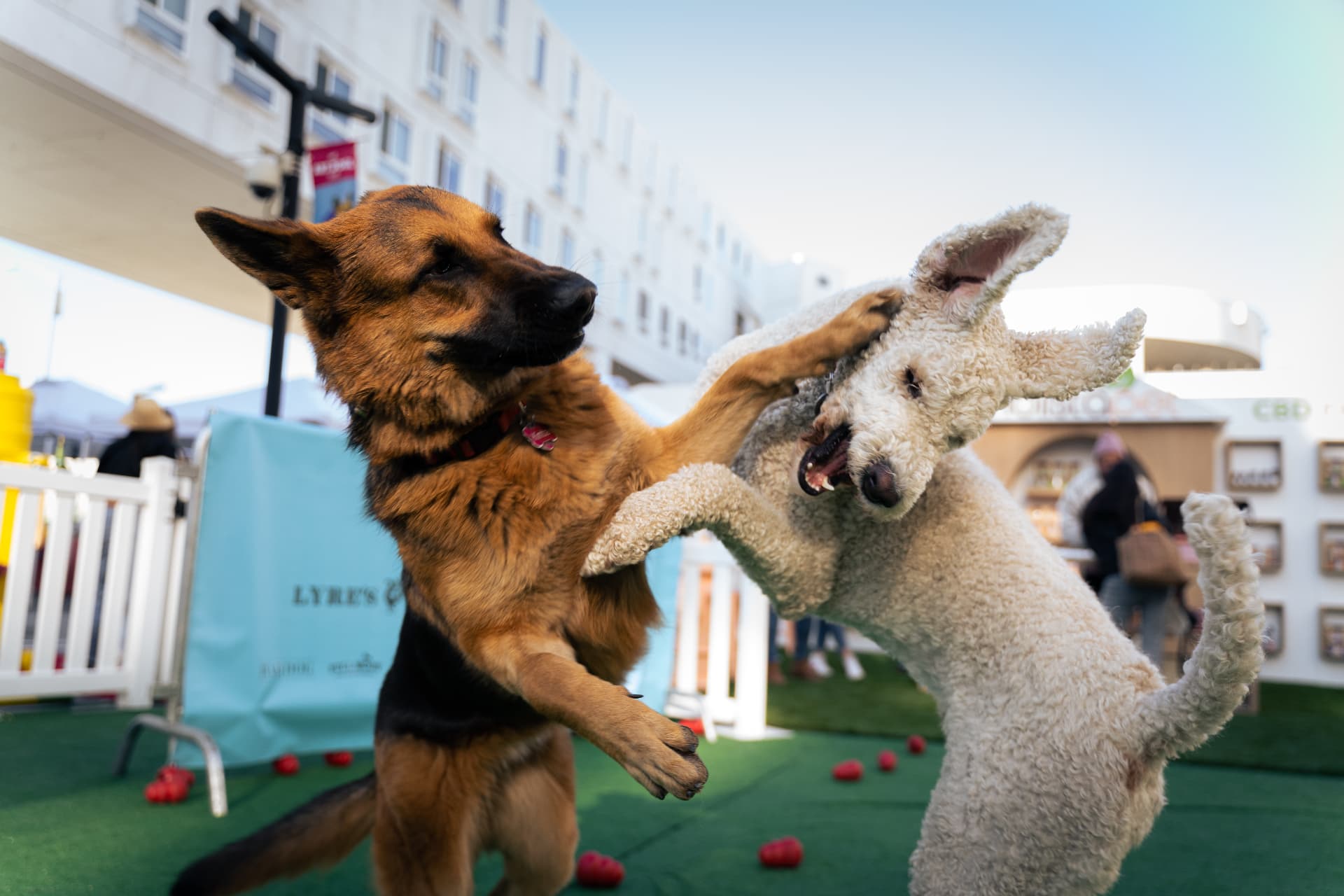 German shepherd and a curly white dog leaping mid-air on the show floor