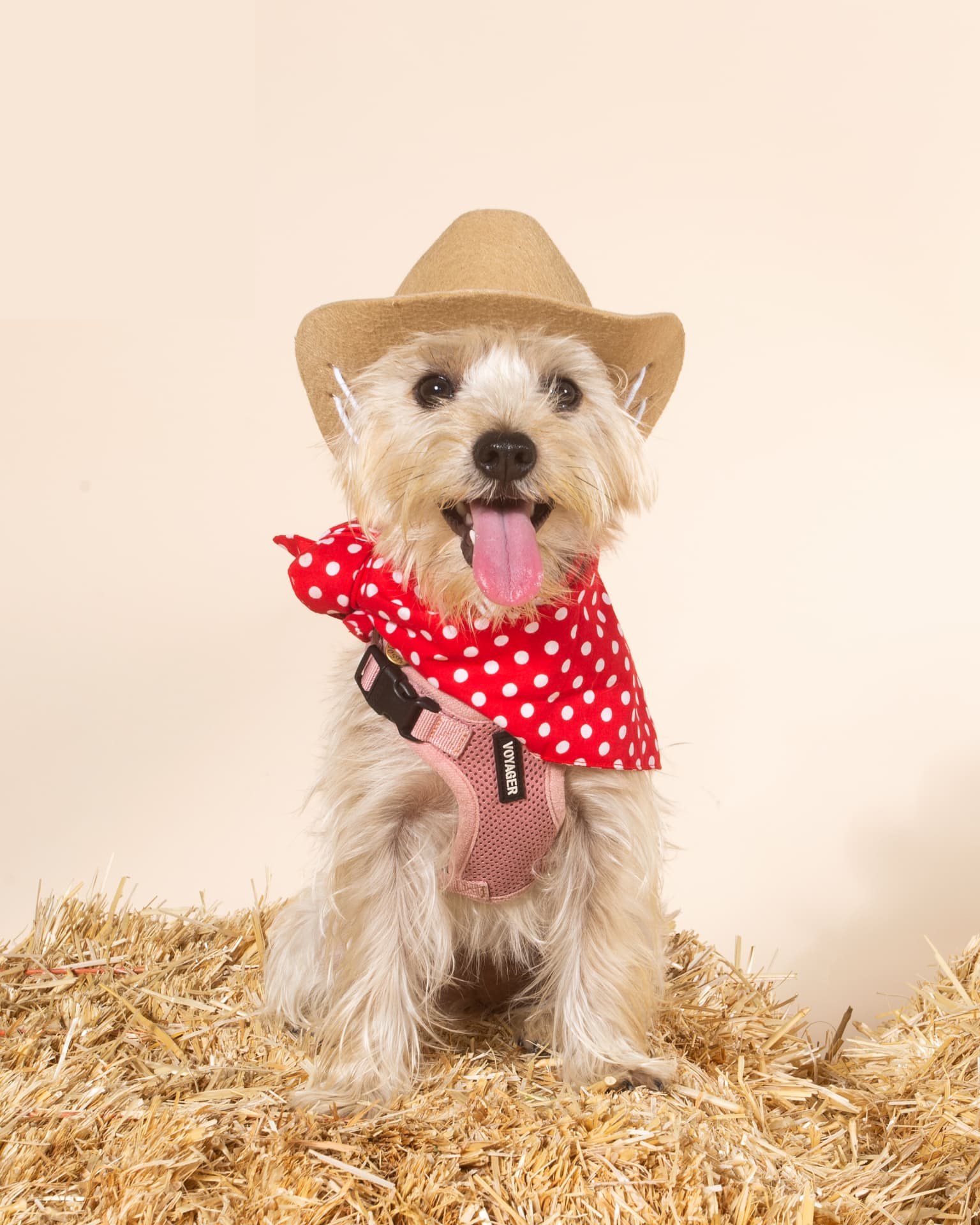 Small terrier in a cowboy hat and polka-dot bandana