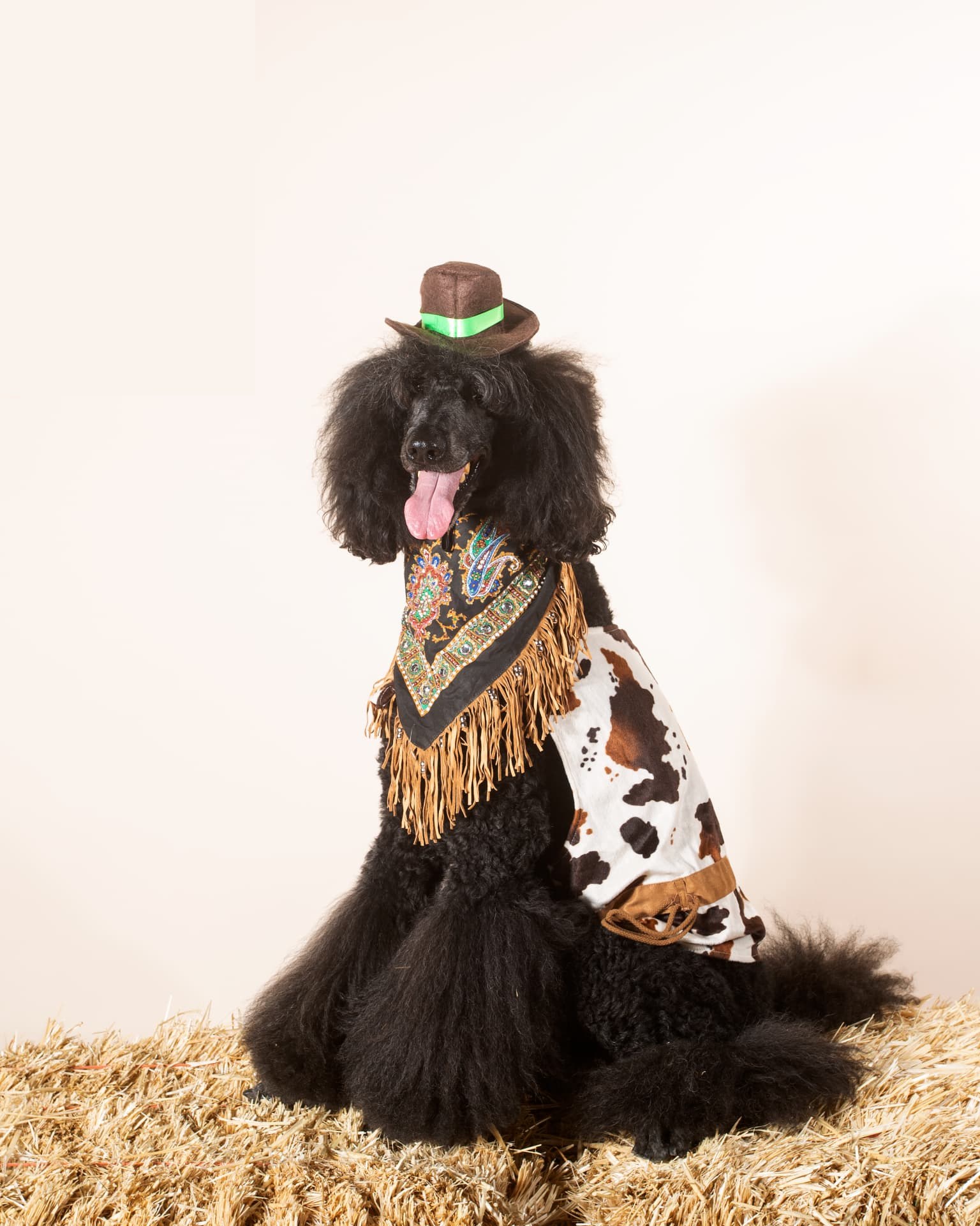 Black standard poodle in a fringed western vest and hat