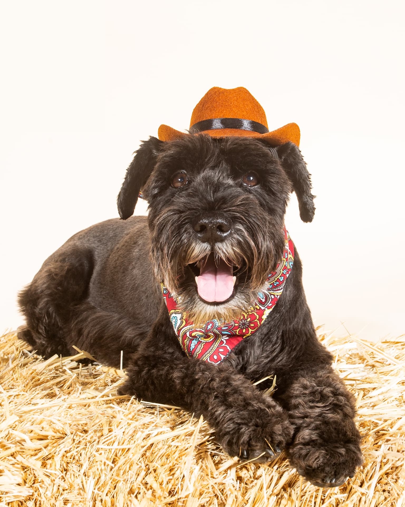 Schnauzer in a cowboy hat and paisley bandana on hay