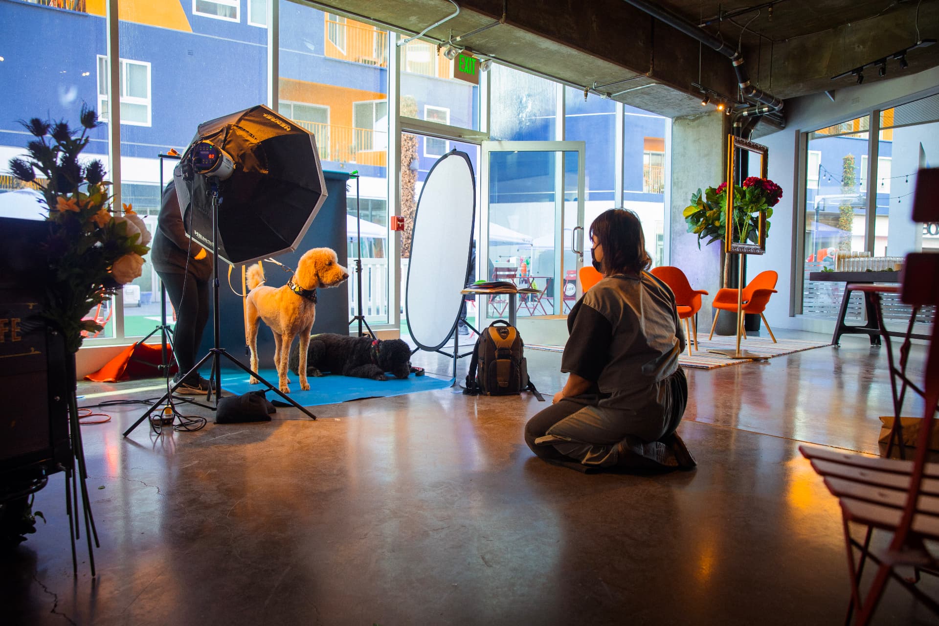 Portrait studio, two poodles posing under a softbox