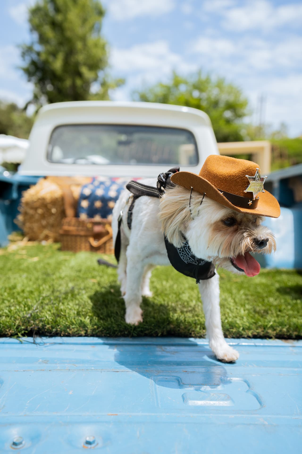 Small dog in a sheriff cowboy hat and bandana on the back of a vintage truck