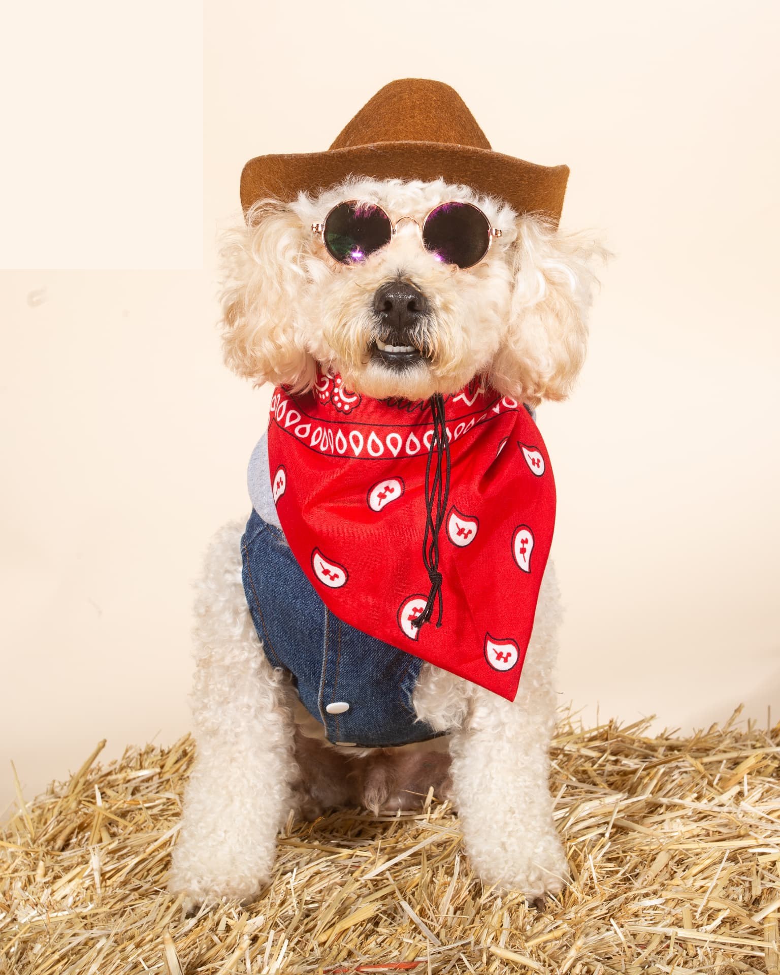 White poodle in a cowboy hat and red bandana with sunglasses