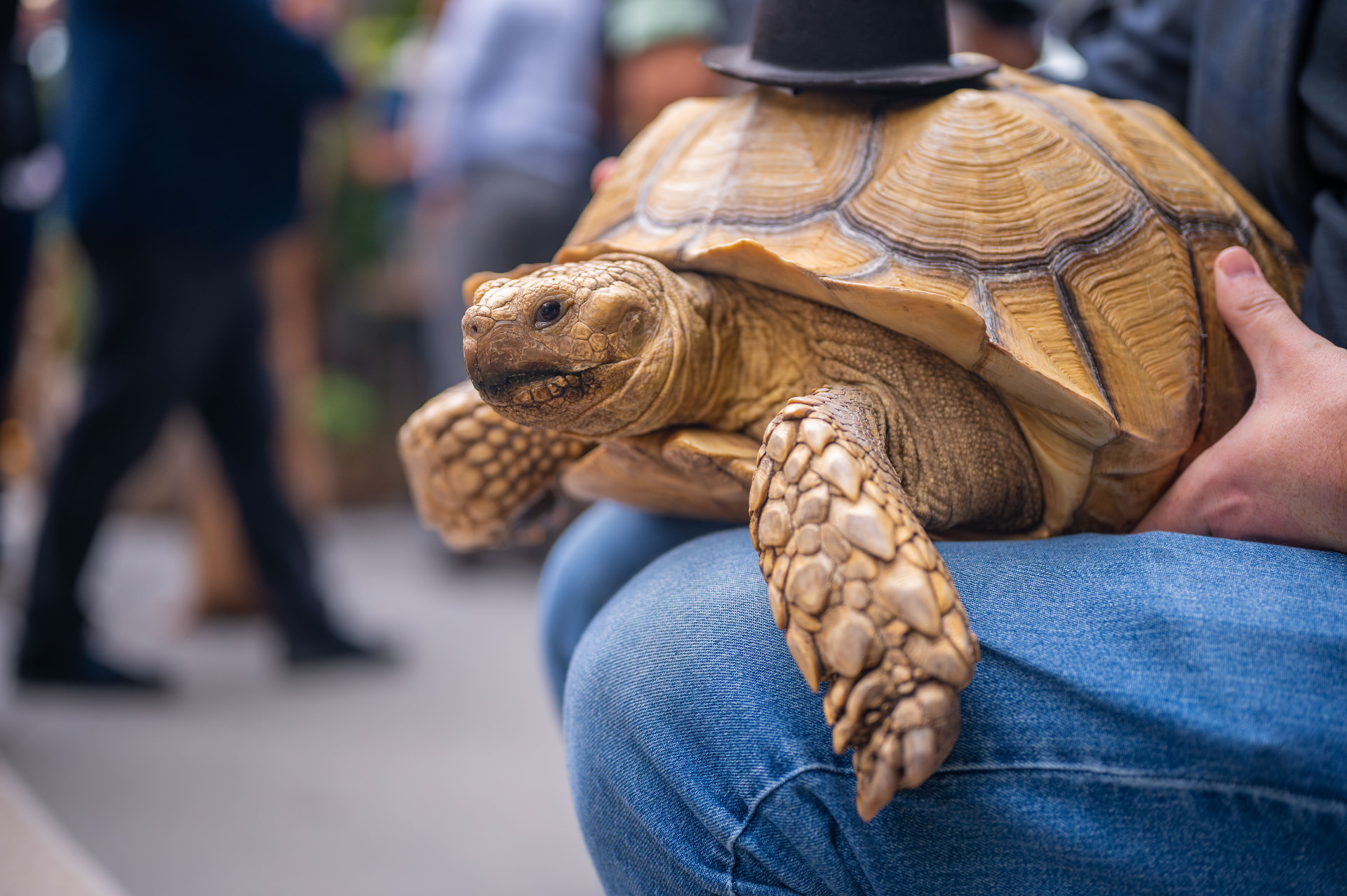 Sulcata tortoise in a tiny top hat resting on its person's lap at Art Dogl