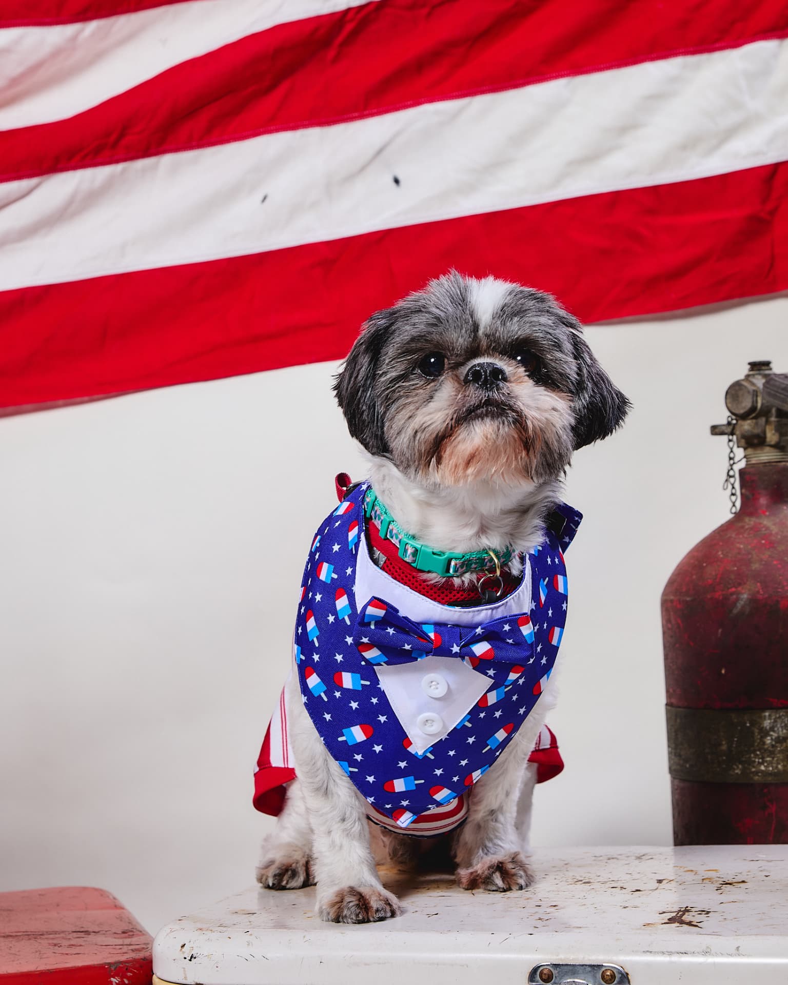 Shih tzu in a bomb-pop bowtie tux in front of an American flag