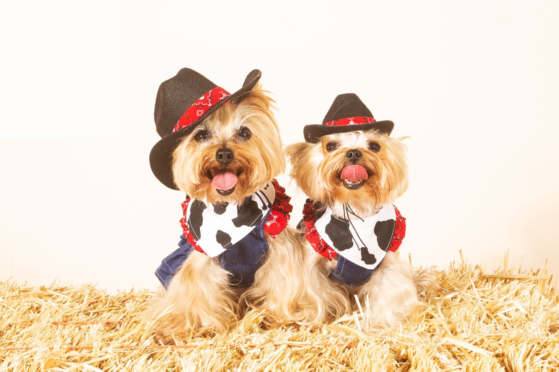 Two Yorkies in cowboy hats and cow-print bandanas on a hay bale