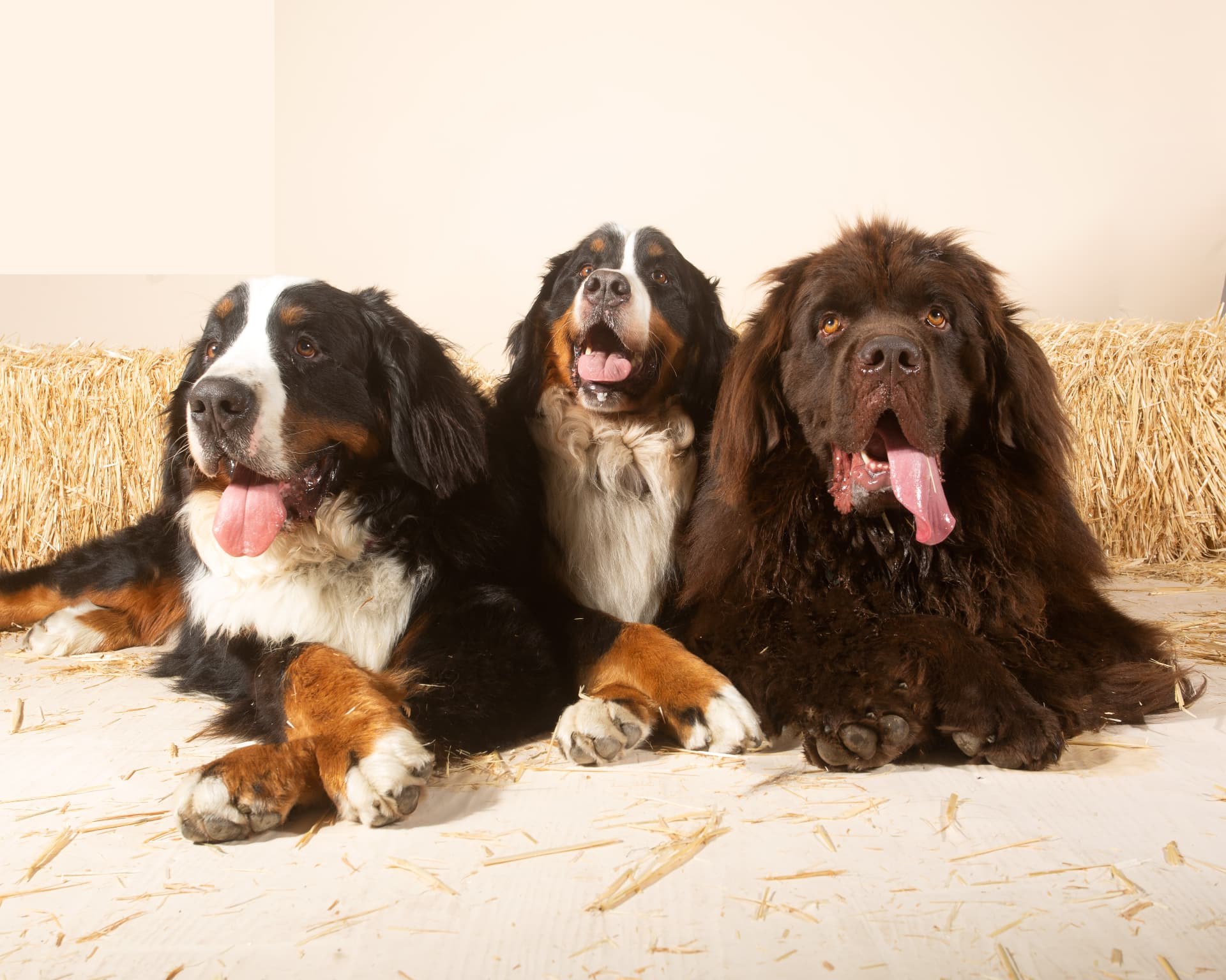 Two Bernese mountain dogs and a Newfoundland resting on hay